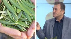 Ylli Merja, Gjethet e Ullirit