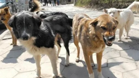 Ngjarje e rëndë në Durrës: 8-vjeçari sulmohet nga qentë endacak