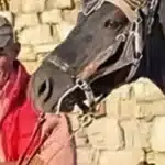 I mori jetën 42 vjecarit se preku kalin, autori i ngjarjes së rëndë tregon ARSYEJEN SH0KUESE se pse e vr*u