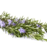 Dy mënyra të fuqishme për të përdorur rozmarinën për nevojat tuaja të përditshme shëndetësore