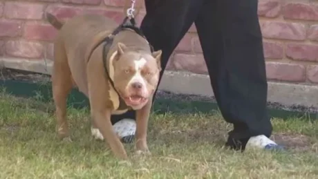 E TMERRSHME! Qeni sulmon për vd*kje fëmijën 18 muajsh të shqiptarit