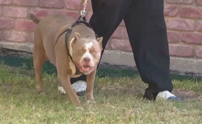 E TMERRSHME! Qeni sulmon për vd*kje fëmijën 18 muajsh të shqiptarit