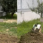 CUDI E MADHE! V*rroset për dy klikime personazhi i njohur shqiptar, rrjeti shpërthen në komente (Video)