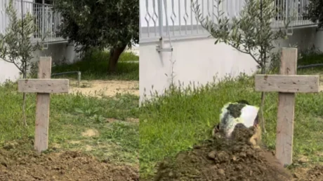 CUDI E MADHE! V*rroset për dy klikime personazhi i njohur shqiptar, rrjeti shpërthen në komente (Video)