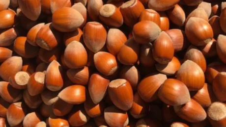 Lajthitë, superushqimi që forcon zemrën, kockat dhe…