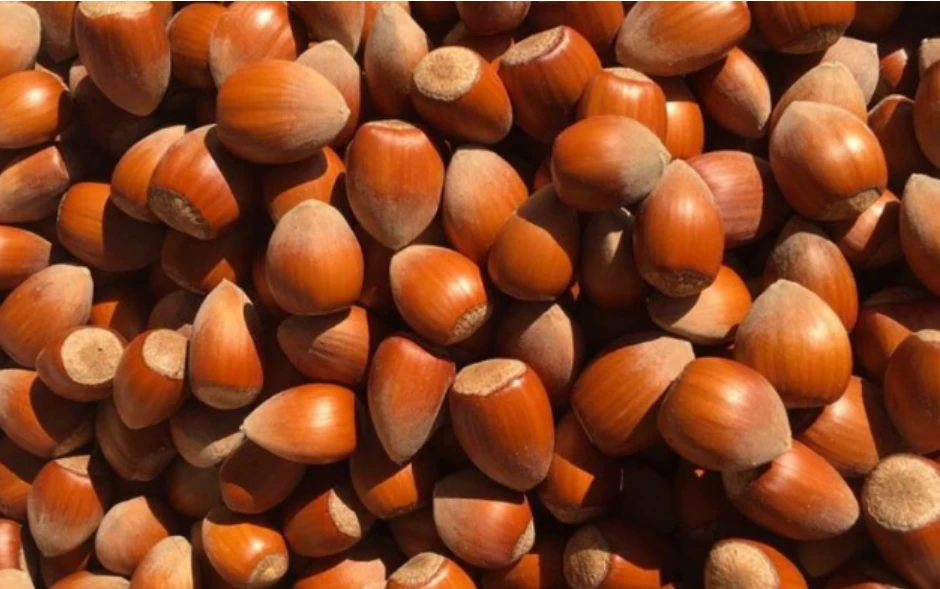 Lajthitë, superushqimi që forcon zemrën, kockat dhe…