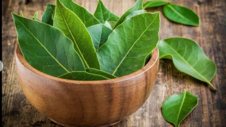 U duhen vetem 3 gjethe dafine të freskëta: Kura ideale per trajtimin e dhimbejve qe lidhen me…