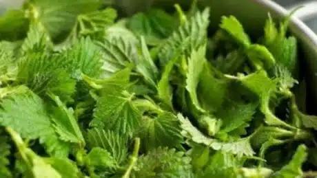 Hithra: 12 Përfitime, nga Pastrimi i Gjakut deri te Lehtësimi i Artritit